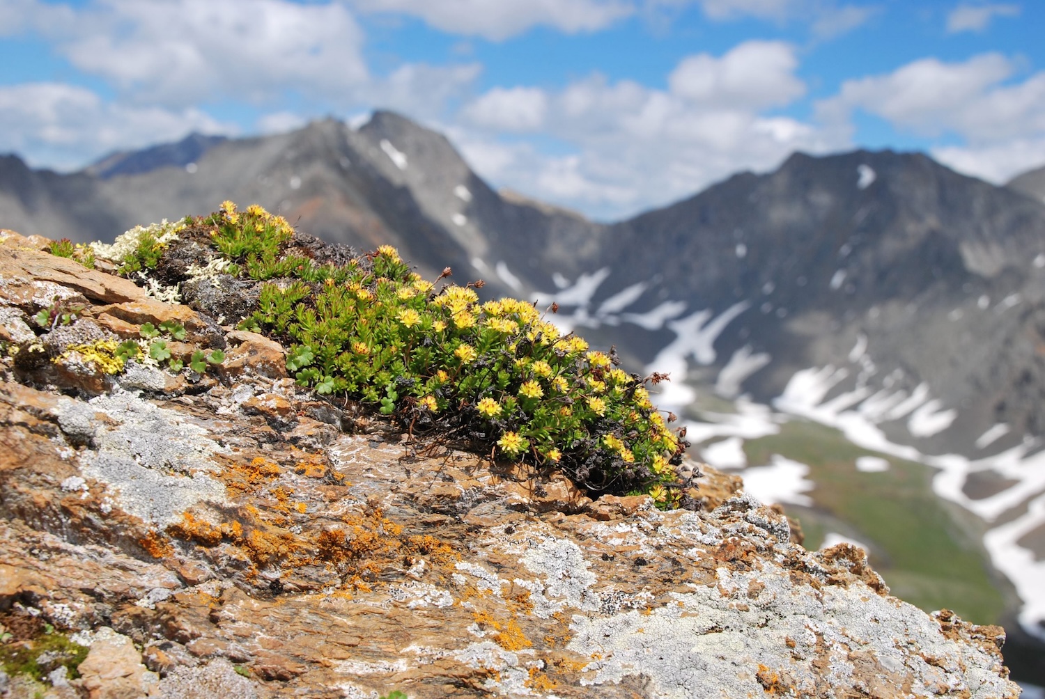 Ausgeglichen im Geist – Wohlbefinden im Körper, die ganze Kraft der Alpenpflanzen!