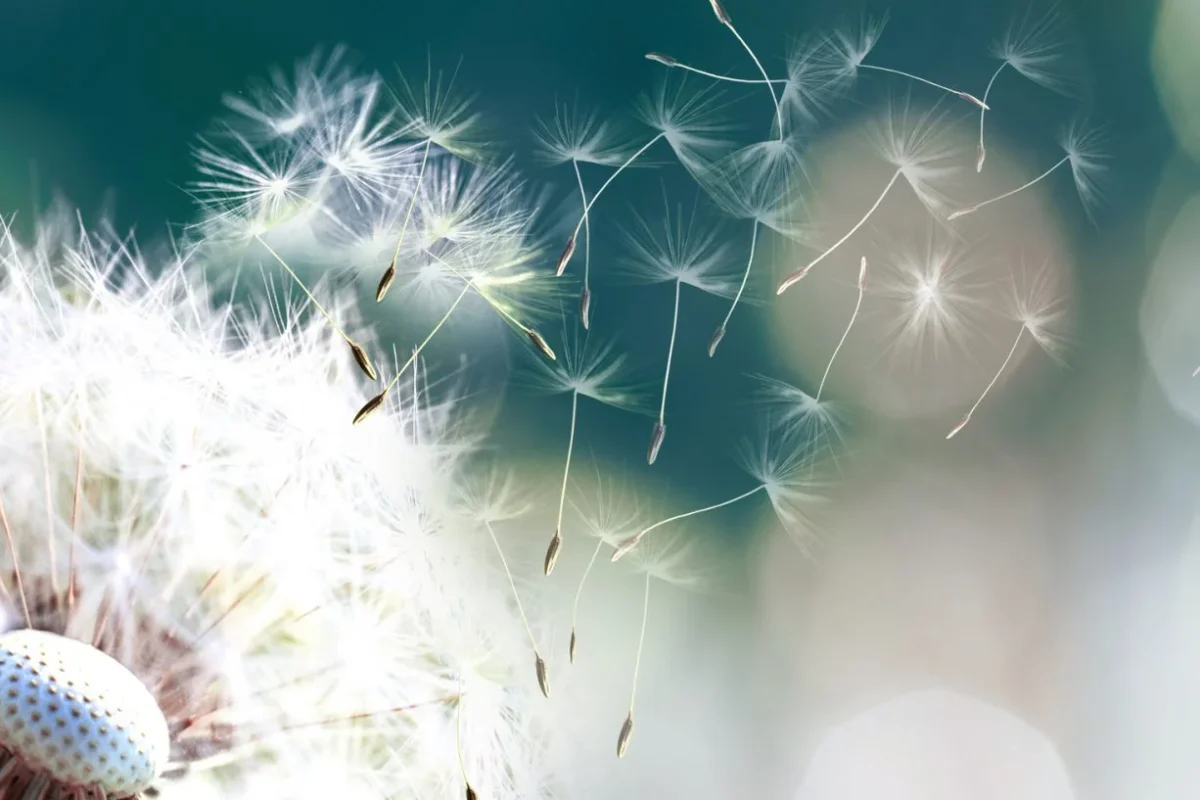 Rhume des foins, pollens, graminées. Et si la solution était dans le microbiote ?