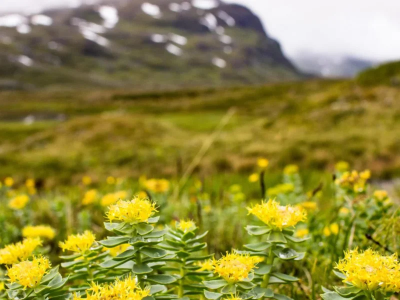 Rhodiola Rosea, la plante idéale pour faire face au stress et booster l’organisme et le moral !